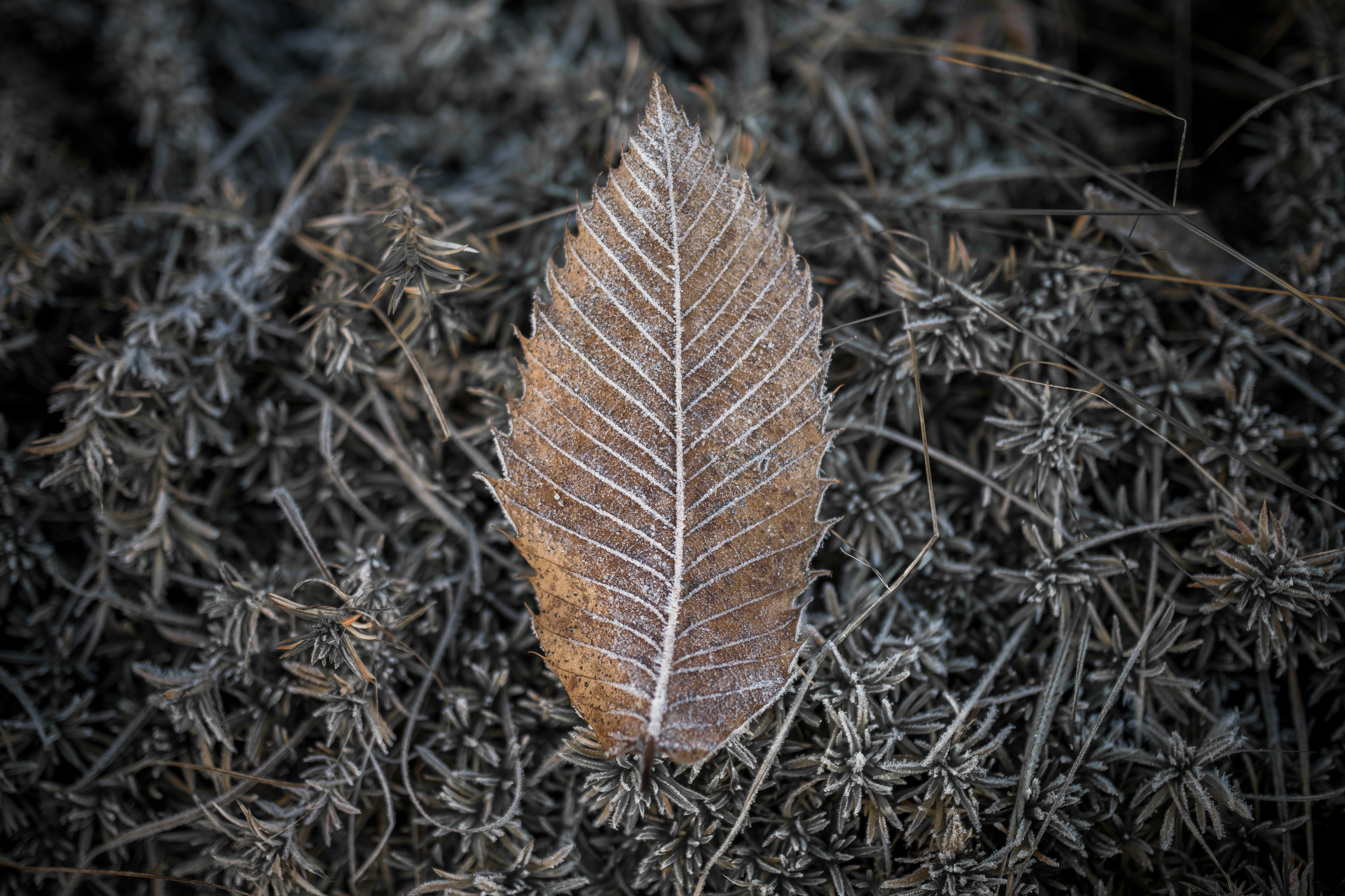 brown leaf